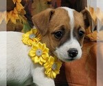 Image preview for Ad Listing. Nickname: Jack Russell