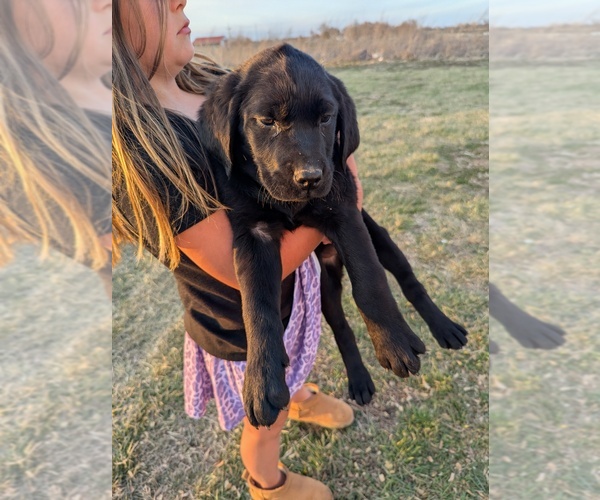 Medium Photo #19 Golden Labrador Puppy For Sale in CAMERON, MO, USA