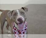 Small #2 American Pit Bull Terrier Mix