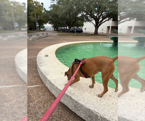 Medium Photo #6 Boxer Puppy For Sale in  Katy, TX, USA