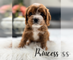 Small #5 Cavapoo (Miniature)