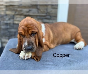 Basset Hound Puppy for sale in DENVER, PA, USA