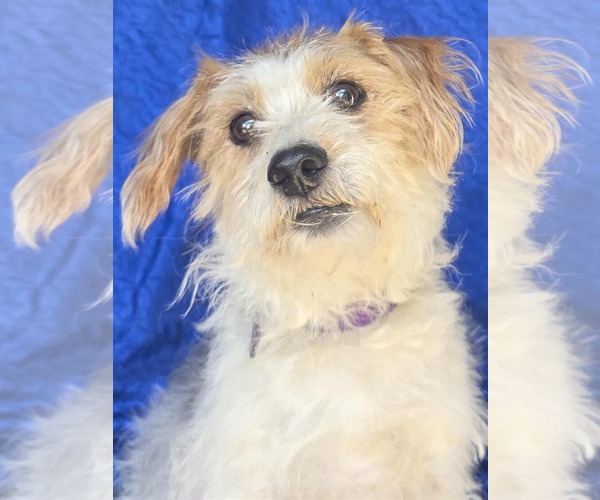 Medium Photo #1 Jack Russell Terrier-Unknown Mix Puppy For Sale in Cuba, NY, USA