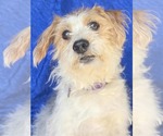 Small Jack Russell Terrier Mix