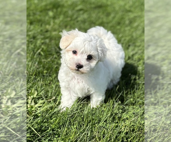 Medium Photo #2 Morkie Puppy For Sale in ROCK STREAM, NY, USA