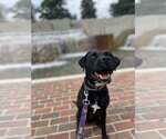Small #1 Labrador Retriever Mix