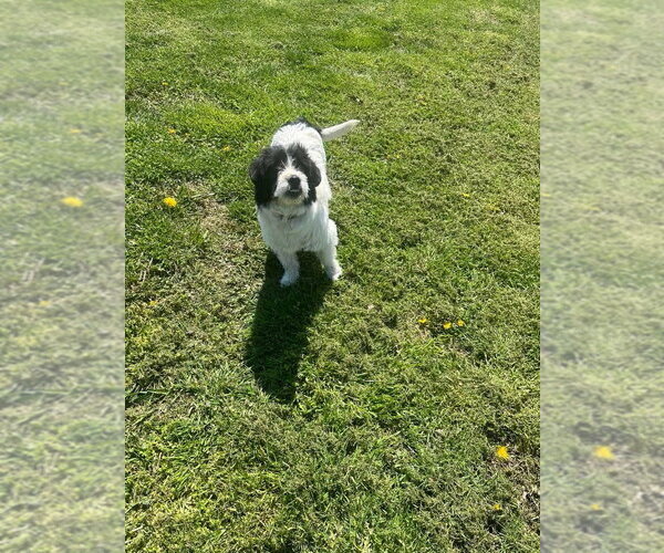 Medium Photo #2 Mutt Puppy For Sale in Osgood, IN, USA