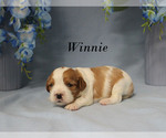 Small #10 Cavalier King Charles Spaniel