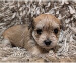 Puppy Sugar Morkie