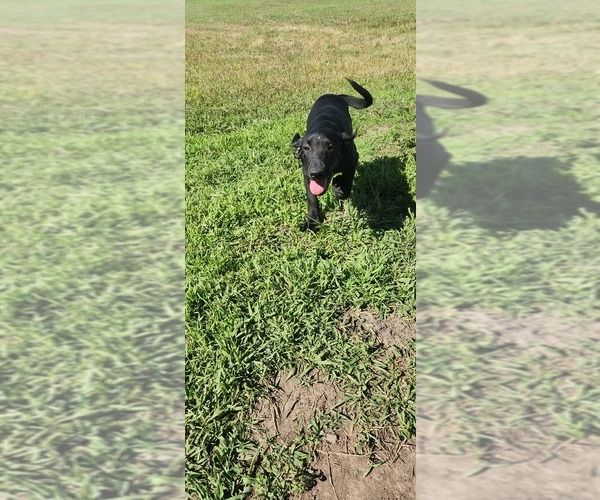 Medium Photo #10 Labrador Retriever Puppy For Sale in MERIDEN, KS, USA