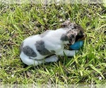 Small Photo #29 Jack Russell Terrier Puppy For Sale in FORT PIERCE, FL, USA