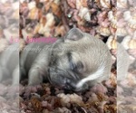 Puppy Lavender Faux Frenchbo Bulldog