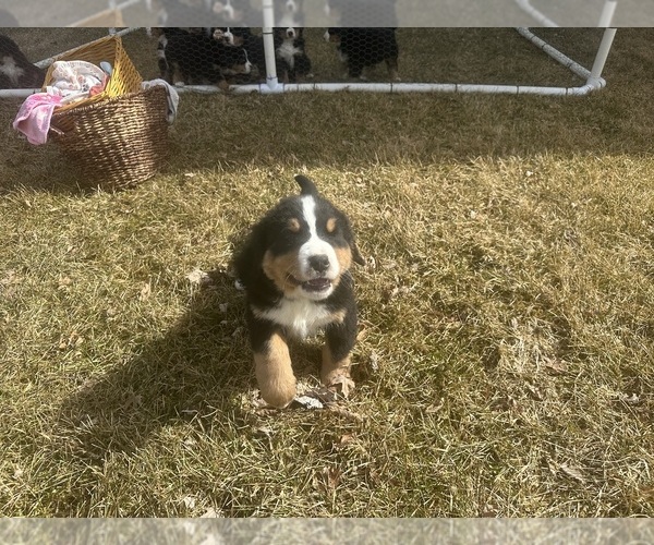 Medium Photo #3 Bernese Mountain Dog Puppy For Sale in ATHENS, WI, USA
