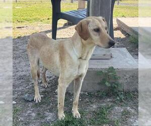 Labrador Retriever-Unknown Mix Dogs for adoption in Conroe, TX, USA