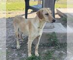 Small Labrador Retriever Mix