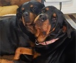 Small Photo #2 Rottweiler Puppy For Sale in BRUCE, FL, USA