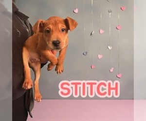 Mutt Dogs for adoption in Westwood, NJ, USA