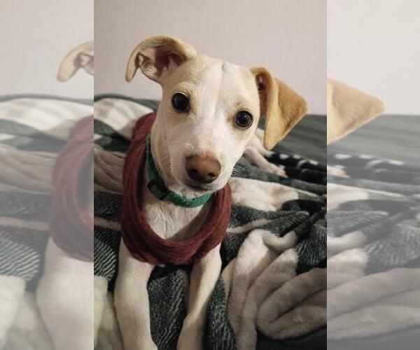 Medium Photo #1 Chihuahua-Unknown Mix Puppy For Sale in Coldwater, MI, USA