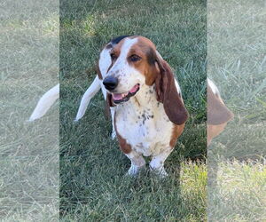 Basset Hound Dogs for adoption in Brookville, OH, USA