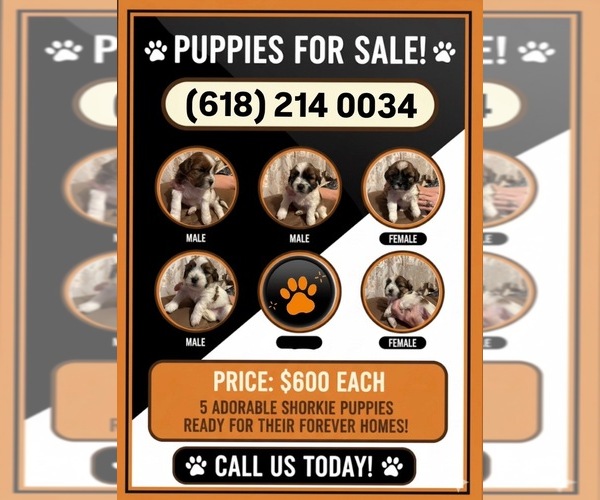 Medium Photo #1 Shorkie Tzu Puppy For Sale in CENTRALIA, IL, USA