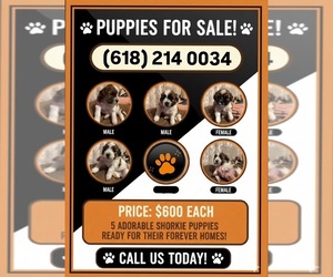 Shorkie Tzu Puppy for Sale in CENTRALIA, Illinois USA