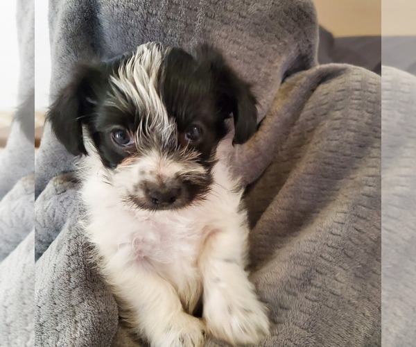 Medium Photo #3 Morkie Puppy For Sale in MESA, AZ, USA
