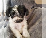Small Photo #3 Morkie Puppy For Sale in MESA, AZ, USA