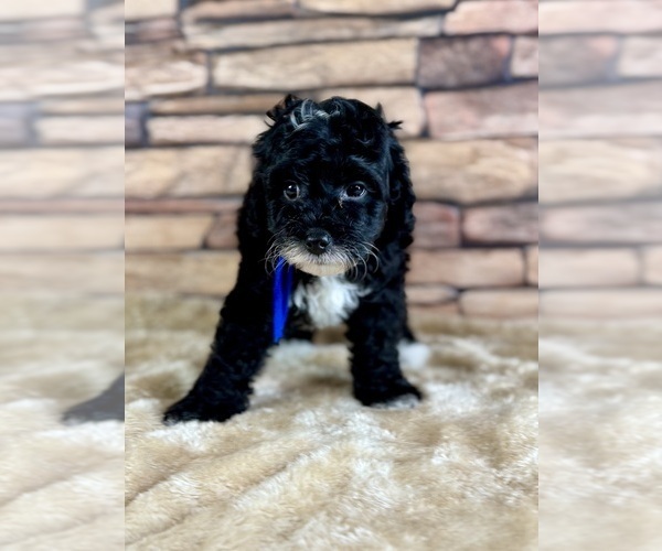 Medium Photo #12 Goldendoodle (Miniature) Puppy For Sale in HALTOM CITY, TX, USA