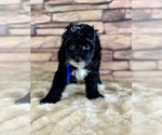 Small #11 Goldendoodle (Miniature)