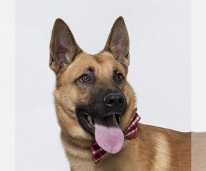 German Shepherd Dog Dogs for adoption in Santa Barbara, CA, USA