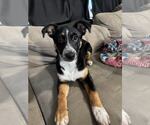 Small #4 Texas Heeler Mix