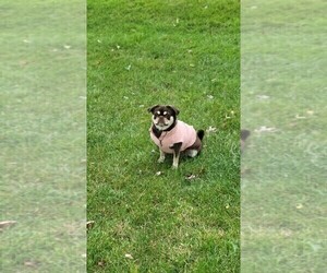 Mother of the Pug puppies born on 04/28/2025