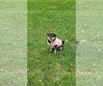 Small Photo #1 Pug Puppy For Sale in NEENAH, WI, USA