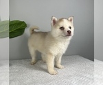 Small Photo #8 Pomsky Puppy For Sale in FRANKLIN, IN, USA