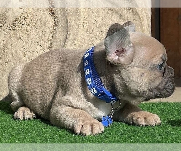 Medium Photo #5 French Bulldog Puppy For Sale in CLINTON, NJ, USA