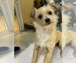Small Jack Russell Terrier Mix