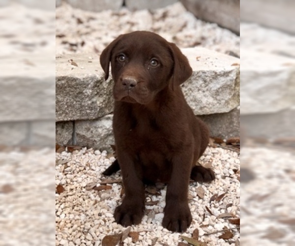 Medium Photo #1 Labrador Retriever Puppy For Sale in BROOKSVILLE, FL, USA