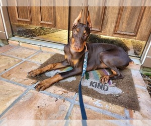 Doberman Pinscher Puppy for sale in LAKE JACKSON, TX, USA