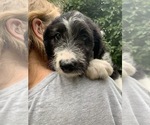 Small Photo #2 Bordoodle Puppy For Sale in CRESTON, OH, USA