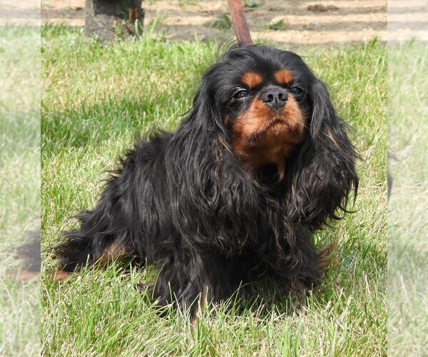 Medium Photo #1 Cavalier King Charles Spaniel Puppy For Sale in CARLISLE, KY, USA