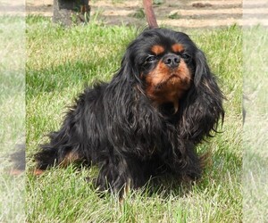Mother of the Cavalier King Charles Spaniel puppies born on 02/12/2026