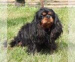 Small Photo #1 Cavalier King Charles Spaniel Puppy For Sale in CARLISLE, KY, USA