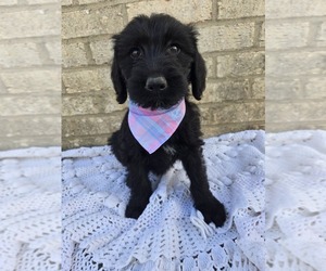 Labradoodle Puppy for Sale in WILLIAMSTOWN, Kentucky USA