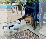 Small #8 Pug Mix