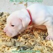 Small Photo #74 Dogo Argentino Puppy For Sale in JANE, MO, USA