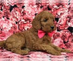 Small Photo #4 Goldendoodle Puppy For Sale in LINCOLN UNIV, PA, USA