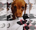 Small Photo #14 Dachshund Puppy For Sale in COFFEYVILLE, KS, USA