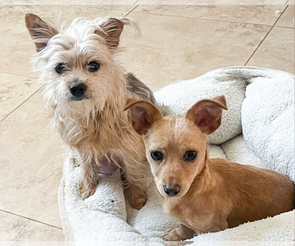 Medium Photo #4 Mutt Puppy For Sale in Corona, CA, USA