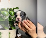 Small Photo #3 Faux Frenchbo Bulldog Puppy For Sale in RIVERSIDE, CA, USA