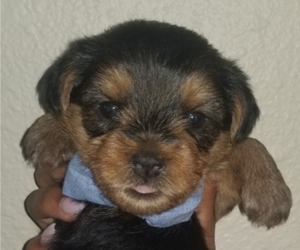 Medium Photo #1 Yorkshire Terrier Puppy For Sale in LUBBOCK, TX, USA